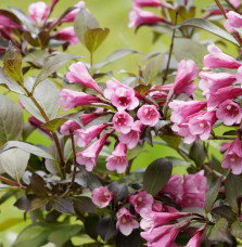 WEIGELA florida 'Victoria' / Weigela florida 'Victoria' Arbustes