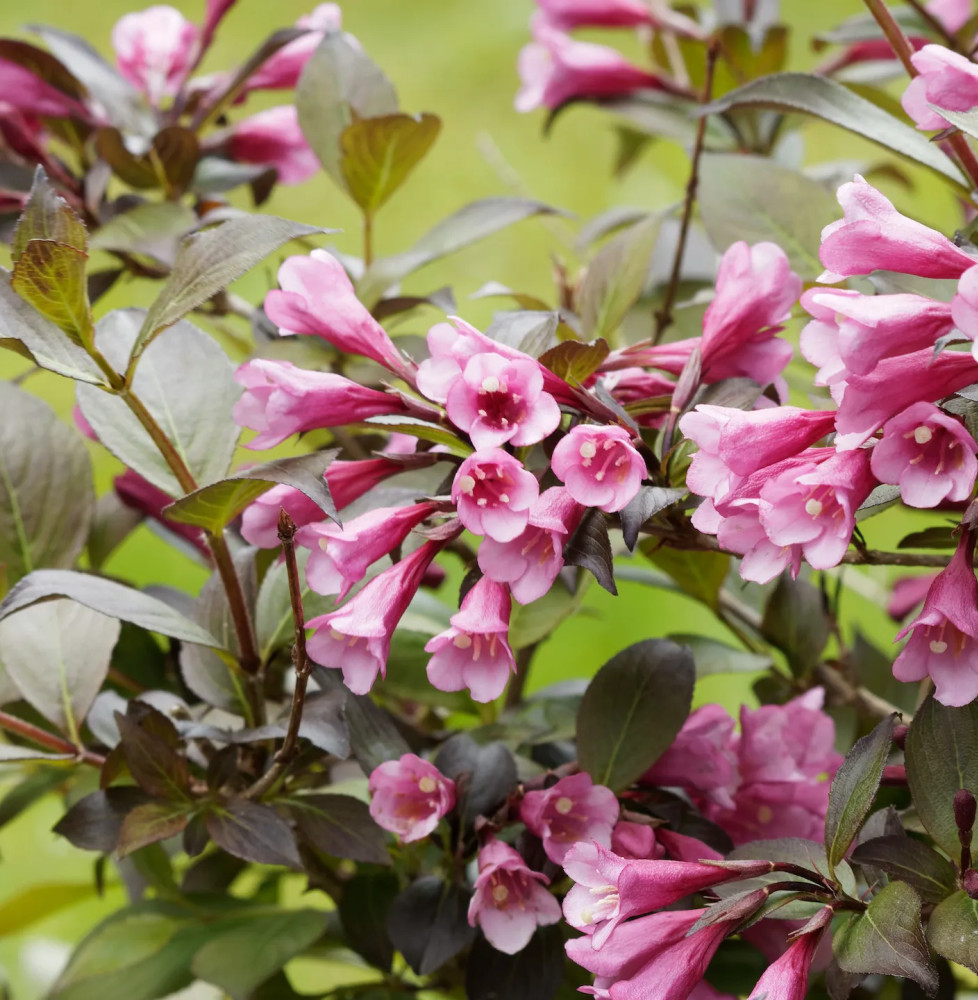 WEIGELA florida 'Victoria' / Weigela florida 'Victoria' Arbustes