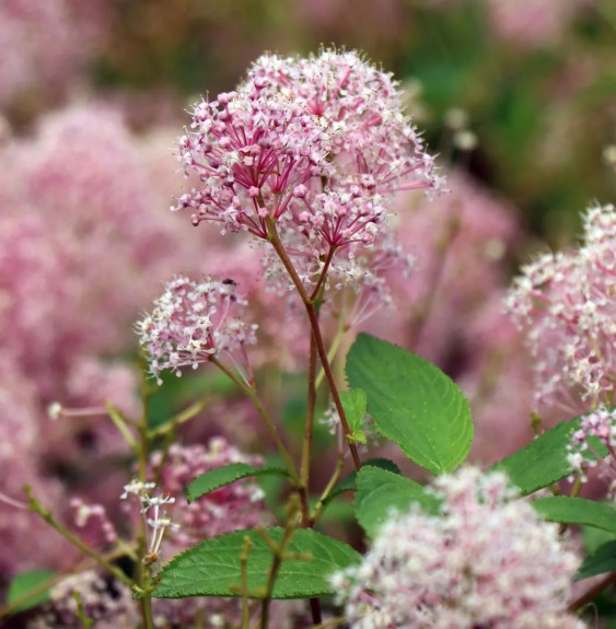 CEANOTHUS X palliadus ‘Perle rose’ / Céanothe 'Perle Rose' Arbustes