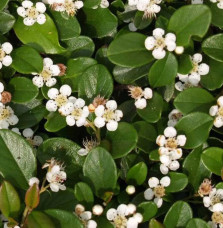 COTONEASTER x suecicus ‘Skogholm’ / Cotonéaster 'Skogholm' Arbustes