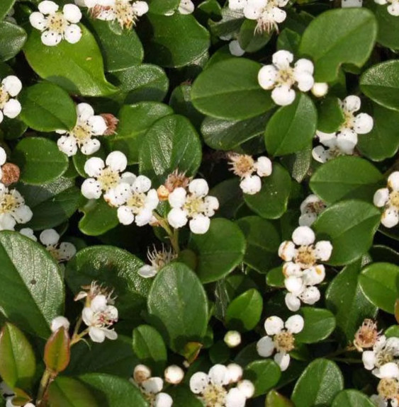 Pépinières Français PF_COTONEASTE3 COTONEASTER x suecicus ‘Skogholm’ / Cotonéaster 'Skogholm'