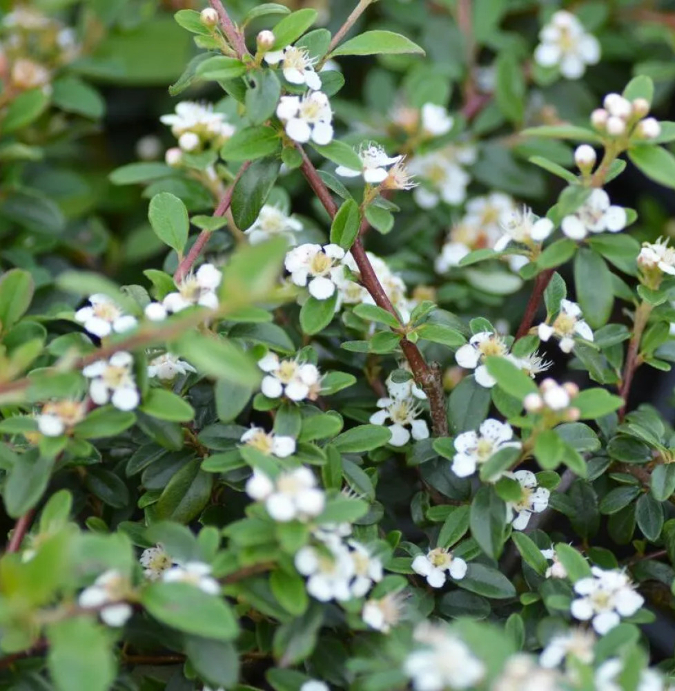 COTONEASTER x suecicus ‘Skogholm’ / Cotonéaster 'Skogholm' Arbustes