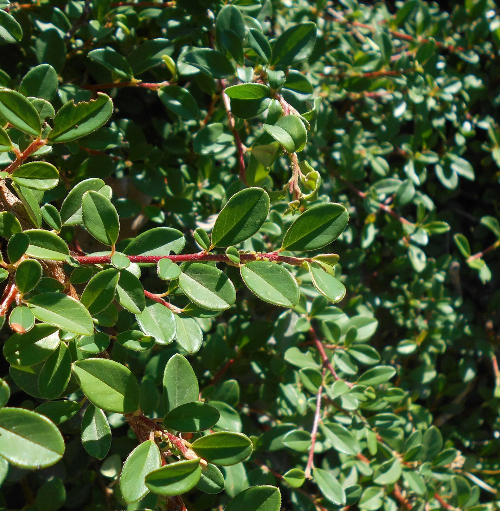 COTONEASTER x suecicus ‘Skogholm’ / Cotonéaster 'Skogholm' Arbustes