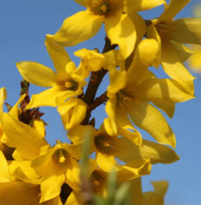 FORSYTHIA Marée d’or  / Mimosa de Paris 'Marée d'Or'