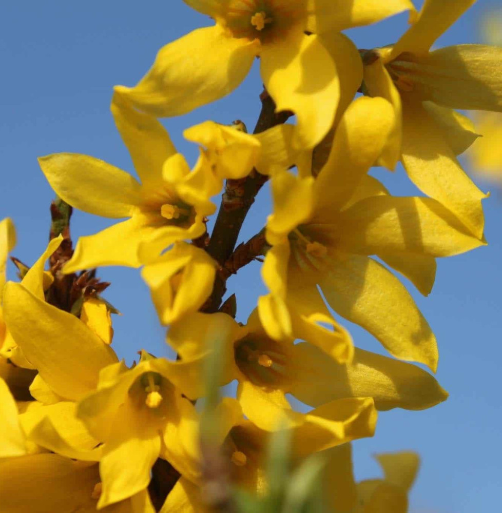 FORSYTHIA Marée d’or  / Mimosa de Paris 'Marée d'Or'