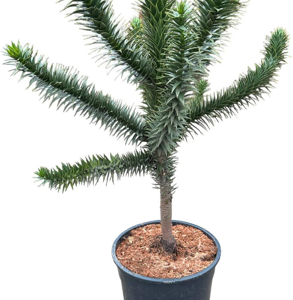 ARAUCARIA araucana / Désespoir des singes Coniferes