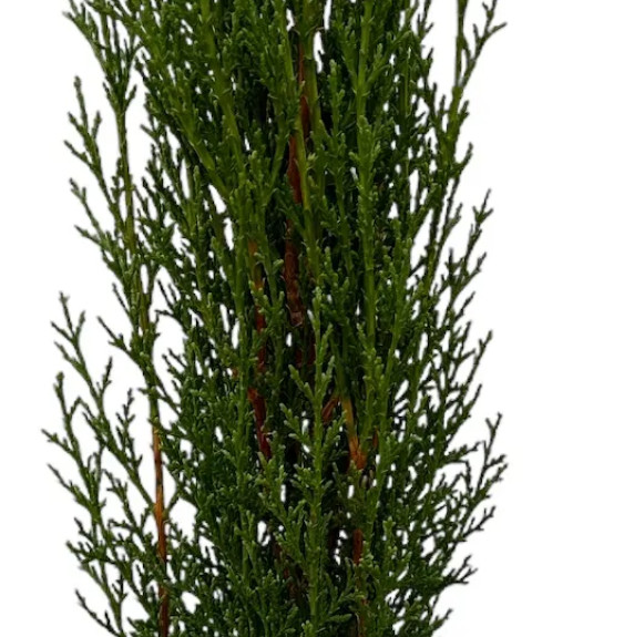 CUPRESSUS sempervirens ‘Totem’ / Cyprès d'Italie Coniferes