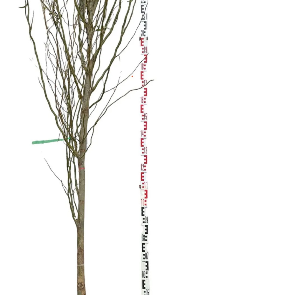 SALIX babylonica ‘Tortuosa’ / Saule tortueux Arbres