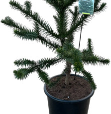 ARAUCARIA araucana / Désespoir des singes Coniferes