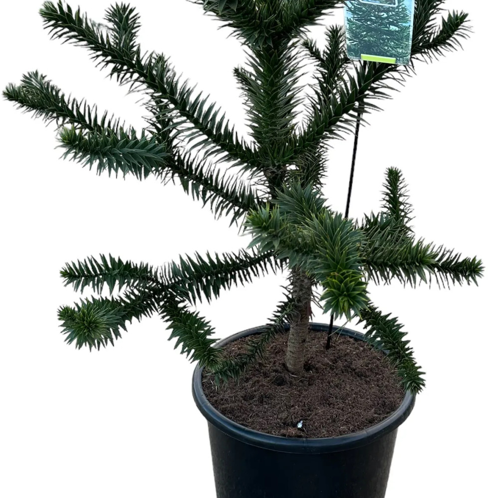 ARAUCARIA araucana / Désespoir des singes Coniferes