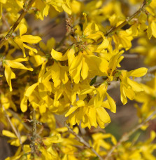 FORSYTHIA Marée d’or  / Mimosa de Paris 'Marée d'Or'