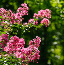 LAGERSTROEMIA indica / Lilas des Indes Arbres