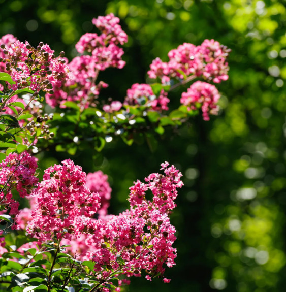 Pépinières Français PF_LAGERSTROE LAGERSTROEMIA indica / Lilas des Indes