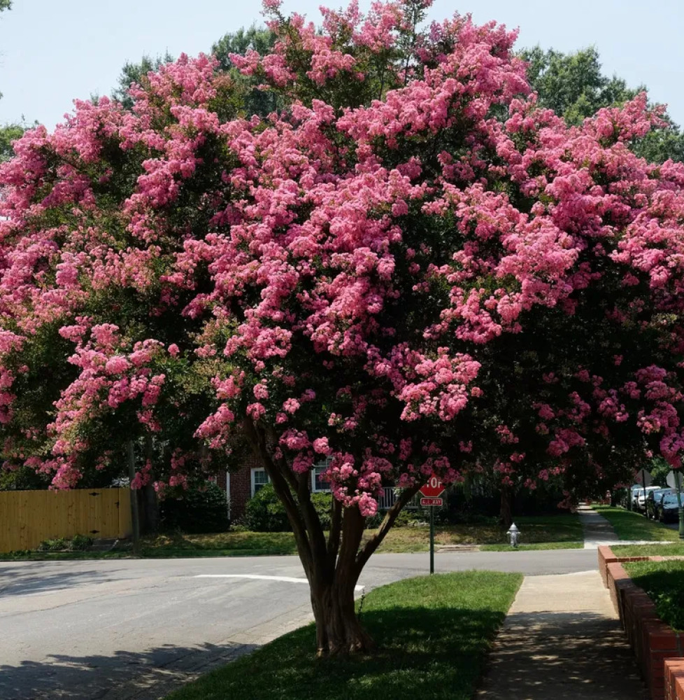 LAGERSTROEMIA indica / Lilas des Indes Arbres