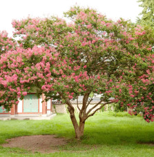 LAGERSTROEMIA indica / Lilas des Indes Arbres