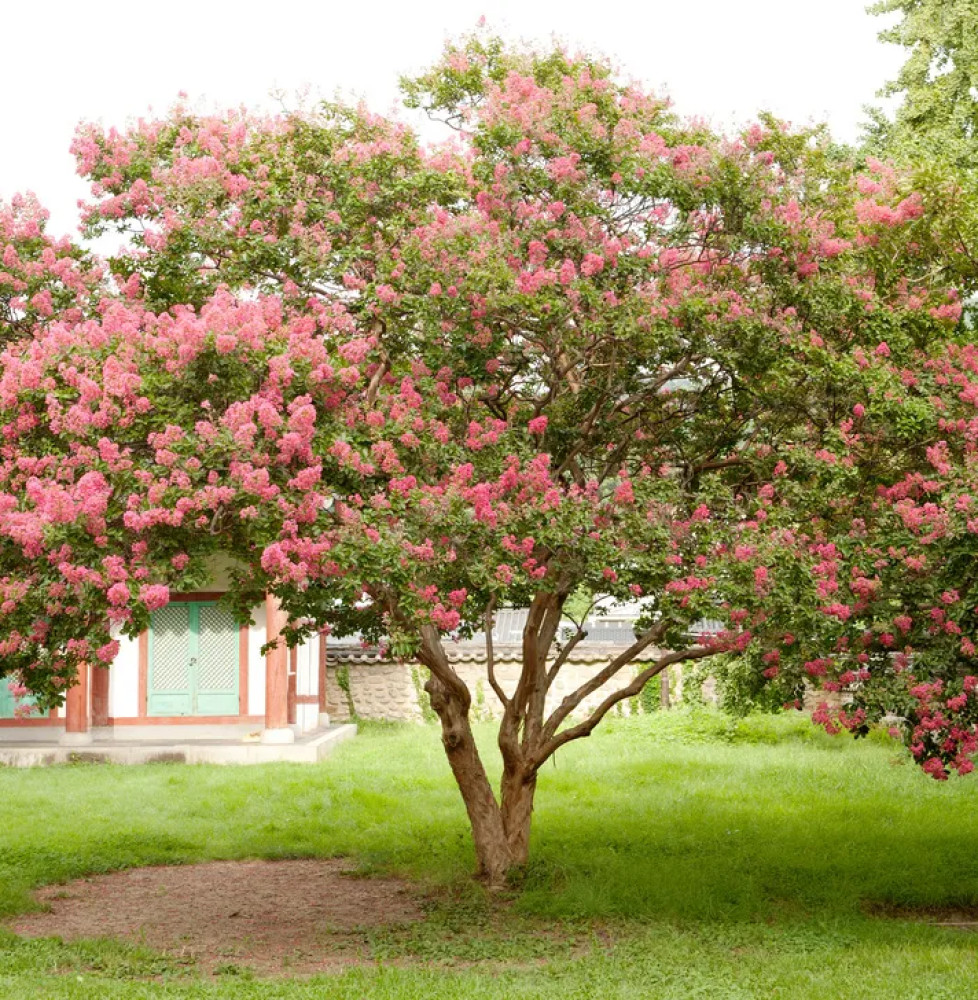 LAGERSTROEMIA indica / Lilas des Indes Arbres