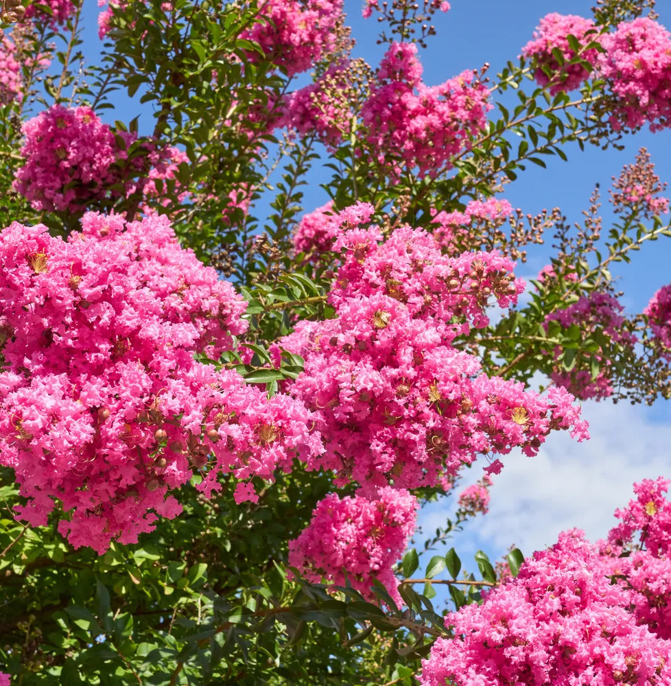 LAGERSTROEMIA indica / Lilas des Indes Arbres