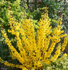 FORSYTHIA Marée d’or  / Mimosa de Paris 'Marée d'Or'