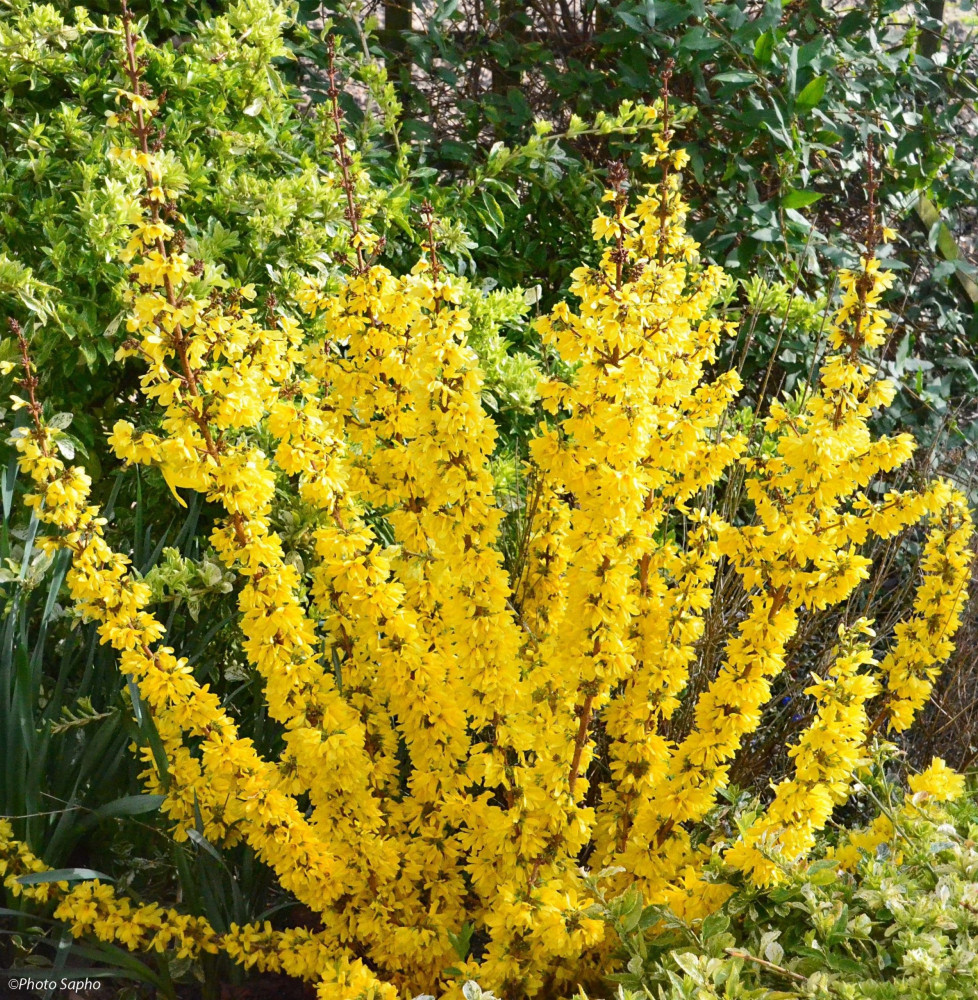 FORSYTHIA Marée d’or  / Mimosa de Paris 'Marée d'Or'