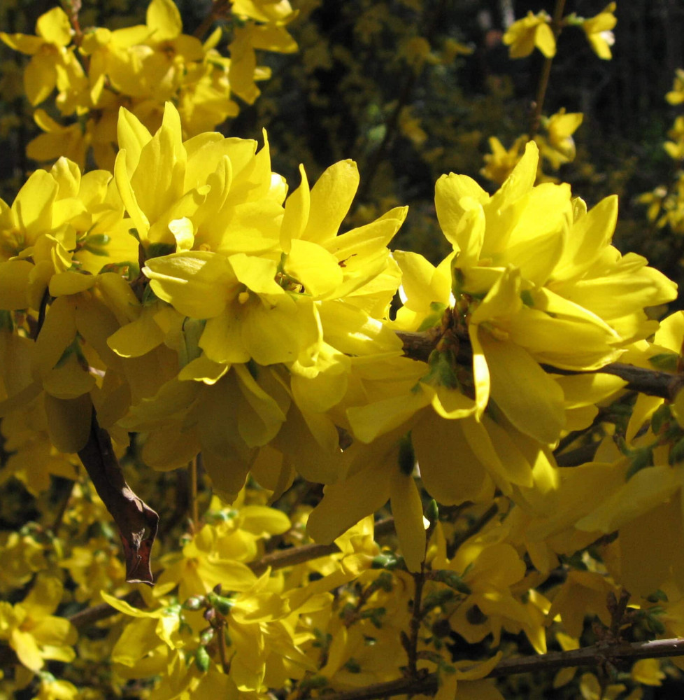 FORSYTHIA x intermedia  ‘Linwood’ / Forsythia