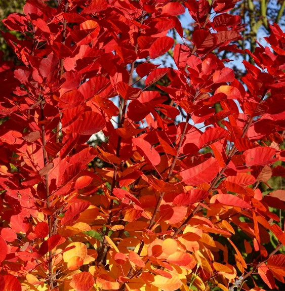 COTINUS 'Flame' / Arbre à perruque 'Flame' Arbustes