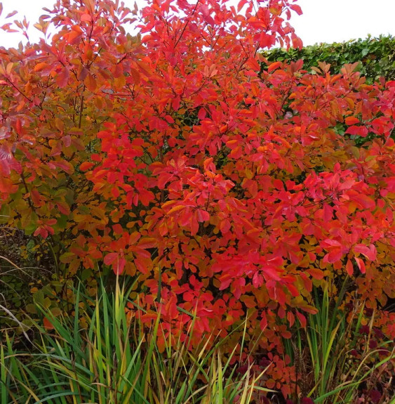 COTINUS 'Flame' / Arbre à perruque 'Flame' Arbustes