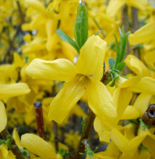 FORSYTHIA x intermedia  ‘Linwood’ / Forsythia