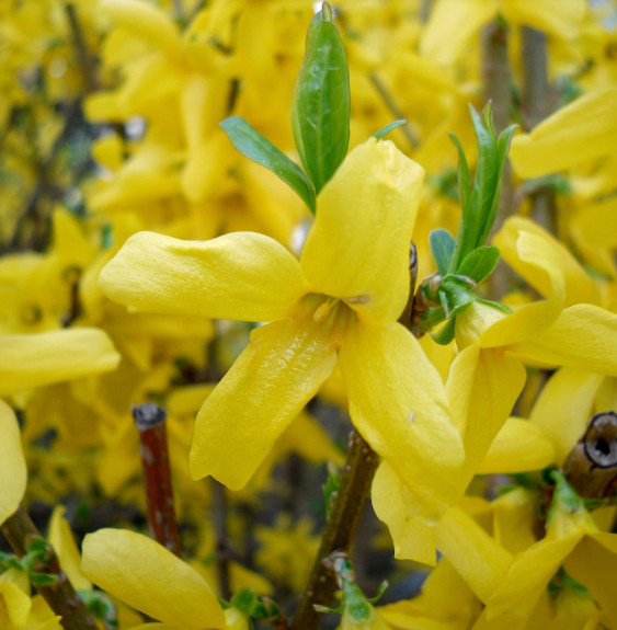 FORSYTHIA x intermedia  ‘Linwood’ / Forsythia