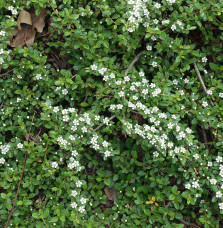 COTONEASTER horizontalis / Cotoneaster horizontal Arbustes