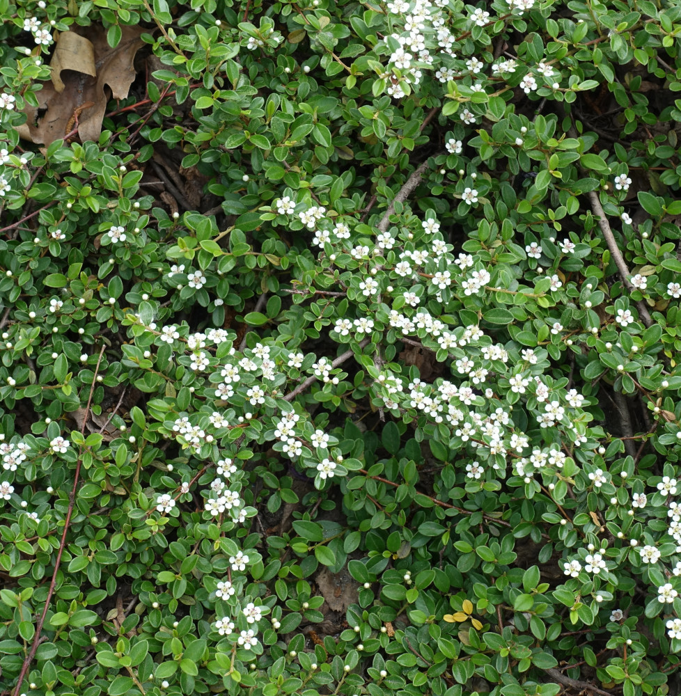 COTONEASTER horizontalis / Cotoneaster horizontal Arbustes