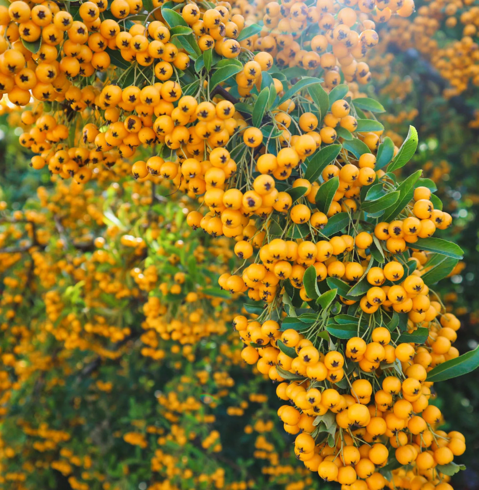 PYRACANTHA ‘Soleil d’or’ / Buisson ardent 'Soleil D'or' Arbustes