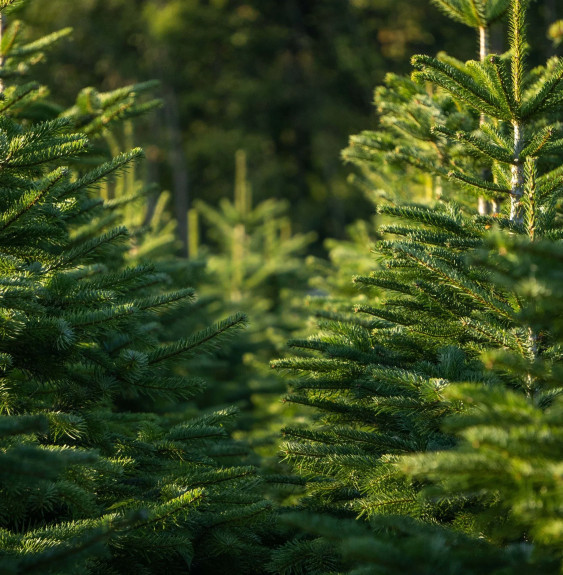 ABIES nordmanniana / Sapin de Nordmann Coniferes