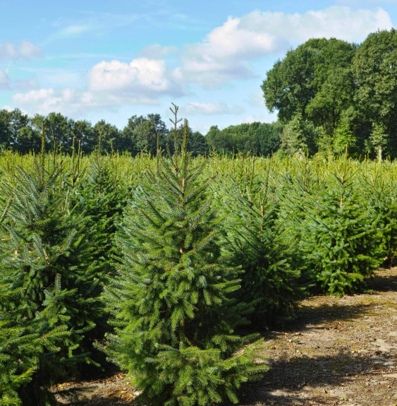 ABIES nordmanniana / Sapin de Nordmann Coniferes