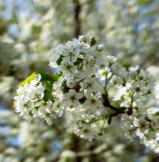 PYRUS calleryana ‘Chanticleer’ / Poirier d'ornement Arbres