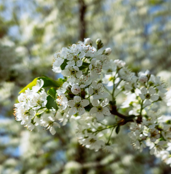 PYRUS calleryana ‘Chanticleer’ / Poirier d'ornement Arbres