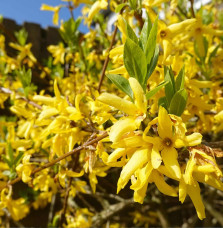 FORSYTHIA x intermedia  ‘Linwood’ / Forsythia