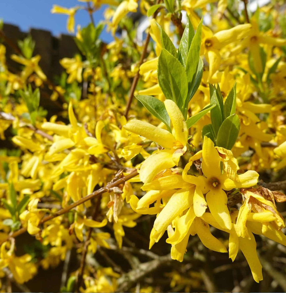 FORSYTHIA x intermedia  ‘Linwood’ / Forsythia