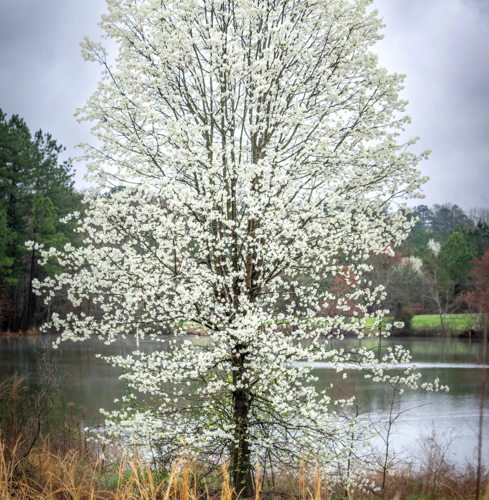 PYRUS calleryana ‘Chanticleer’ / Poirier d'ornement Arbres