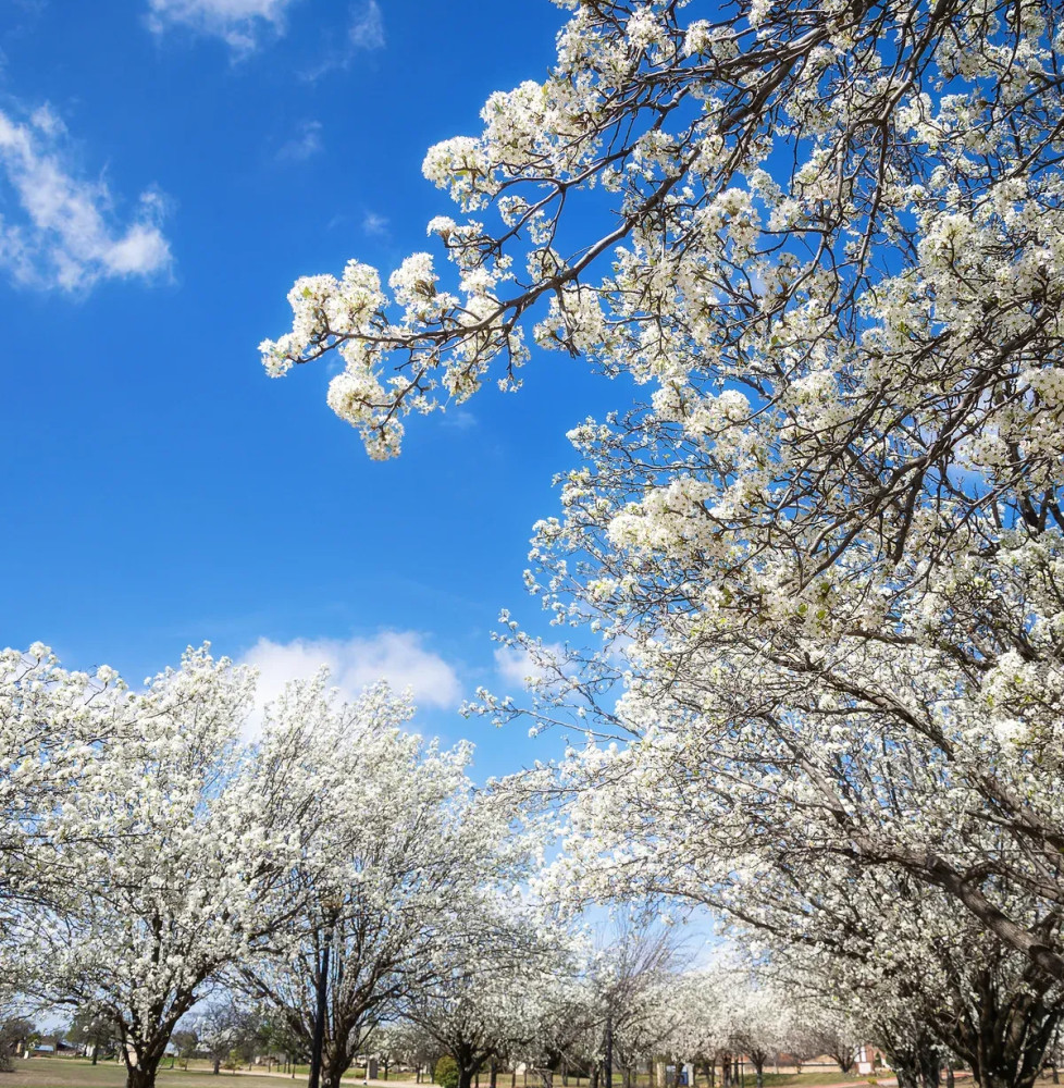 PYRUS calleryana ‘Chanticleer’ / Poirier d'ornement Arbres