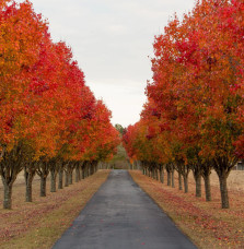 PYRUS calleryana ‘Chanticleer’ / Poirier d'ornement Arbres