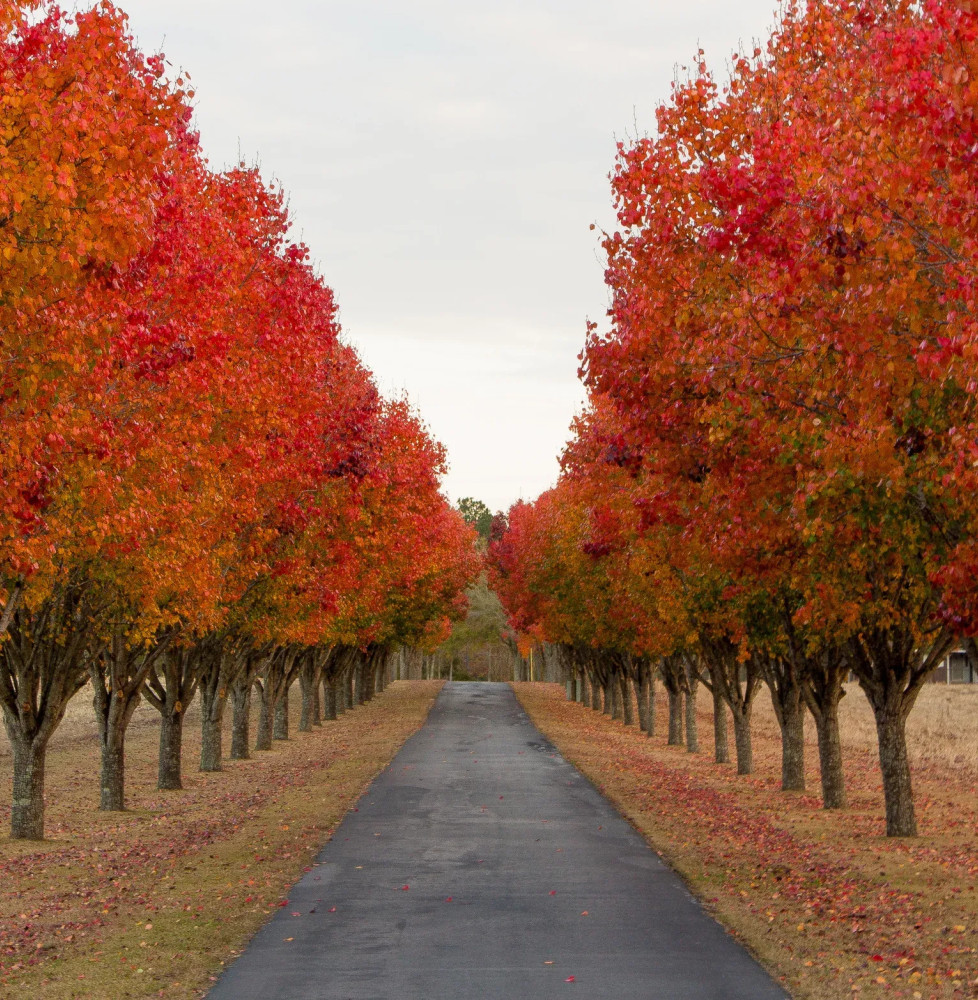 PYRUS calleryana ‘Chanticleer’ / Poirier d'ornement Arbres