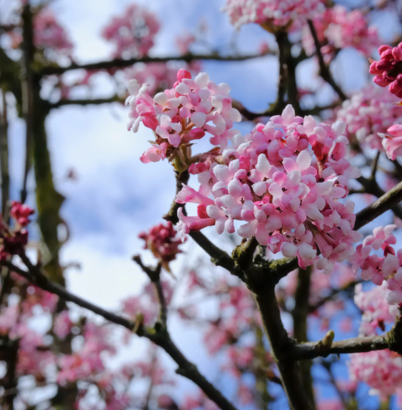 Pépinières Français PF_VIBURNUM-x VIBURNUM x bodnantense / Viorne d'hiver