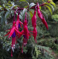 Pépinières Français PF_FUSCHIA-ma FUSCHIA magellanica ‘Riccartonii’ / Fuchsia de Magellan