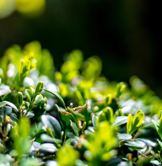 Pépinières Français PF_ILEX-crena ILEX crenata / Houx crénelé