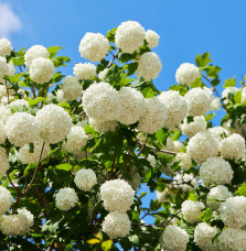 VIBURNUM Opulus ‘Roseum’ / Boule de neige Arbustes