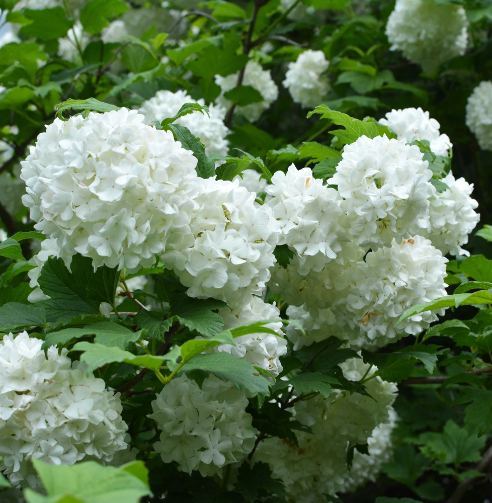 VIBURNUM Opulus ‘Roseum’ / Boule de neige Arbustes