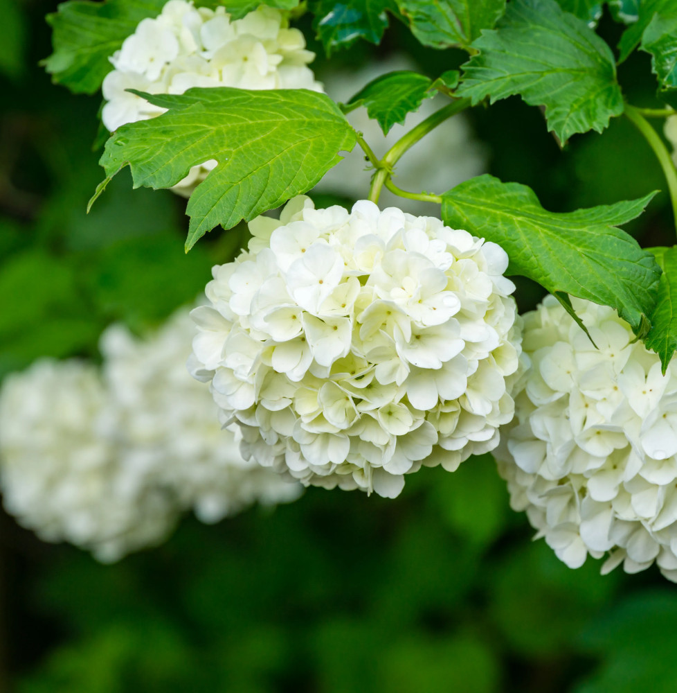 VIBURNUM Opulus ‘Roseum’ / Boule de neige Arbustes