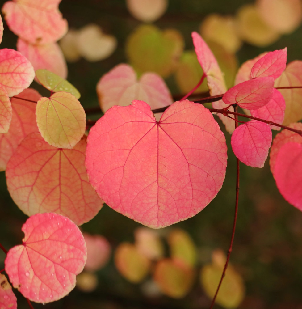 CERCIDIPHYLLUM japonicum / Arbre à caramel Arbustes