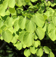 CERCIDIPHYLLUM japonicum / Arbre à caramel Arbustes