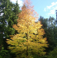 CERCIDIPHYLLUM japonicum / Arbre à caramel Arbustes